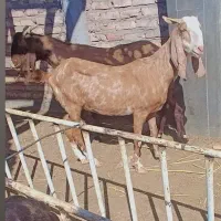 بزمری ....ونری