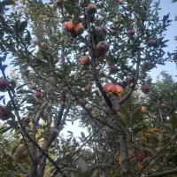 فروش سیب سرخ و زرد مرغوب وعالی با قیمت مناسب