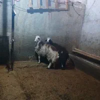 بره قوچ پلنگی