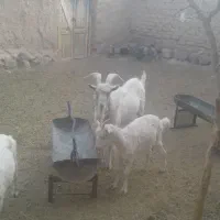 فروش چبش سانن|حیوانات مزرعه|قهستان, |دیوار