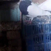 طوقیسیاه|پرنده|جوین, |دیوار