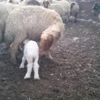 گوسفند وبره شیک صادراتی|حیوانات مزرعه|بدره, |دیوار