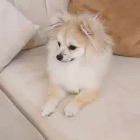 واگذاری پامر میکس غیر رایگان|سگ|مشهد, ویلاشهر|دیوار