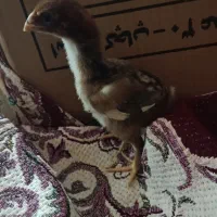 تخم نطفه دار لاری