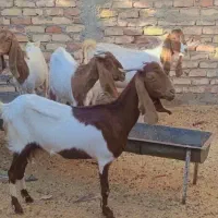 بز مری اصل آبستن