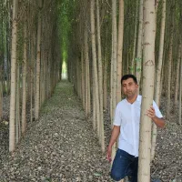 نهال صنوبر و میوه ۲ ساله تا ۶ ساله