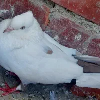 پرنده کله ای سور دومبی