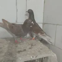 آلمانی|پرنده|تربت‌حیدریه, دیزقند|دیوار