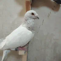 هفت عدد کبوتر