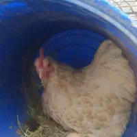 تخم مرغ نطفه دار کوشین