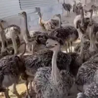 فروش نیمچه مرغ،جوجه بلدرچین گوشتی و تخمگذار|حیوانات مزرعه|قم, کوه سفید|دیوار