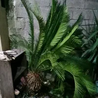 گل سیکاس