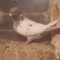 کبوتر سینه سار نر