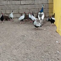مرغ و خروس آمریکایی سیلور|پرنده|ساری, |دیوار