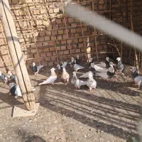 طوقی همه رنگ