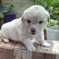 عروس هلندی وسگ پاکوتاه|پرنده|آباده, |دیوار