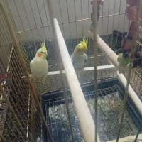 عروسی هلندی