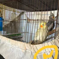 فروش چندجفت عروس هلندی|پرنده|بندر امام خمینی, |دیوار