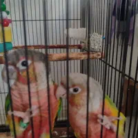 گرینچیک و عروس|پرنده|ساری, |دیوار