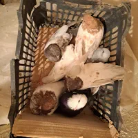 تعدادی‌کبوتر‌سالم