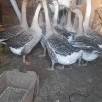 قوقاز چینی خاکستری