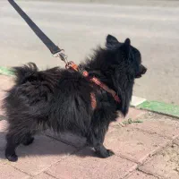 پامر روباهی اصیل تخفیف فقط امروز