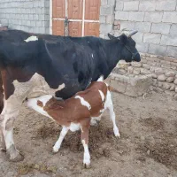 گوساله گاو بز