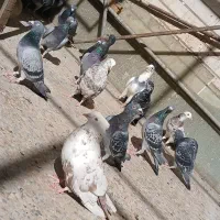 دسته پلاکی