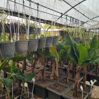 استخدام کارگر مرد