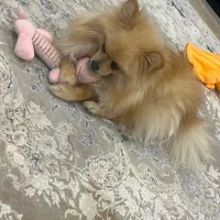 سگ پامر|سگ|تهران, سردارجنگل|دیوار