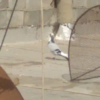 کفتر شکار امروز