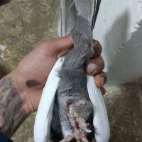 کبوتر دمبی|پرنده|شیراز, شهرک قمشه|دیوار