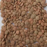 عدس‌.کود‌شیمیایی ‌نخود‌خرید رام