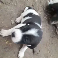 واگذاری توله های آلمان