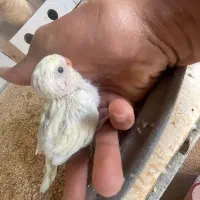 عروس وایت فیس مرغ عشق جم|پرنده|جم, |دیوار