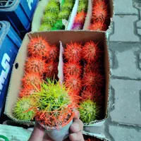 مرکز پخش کاکتوس اچینو رنگی|گل و گیاه طبیعی|گرگان, |دیوار