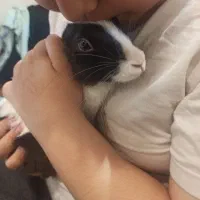 خرگوش نر رام تربیت شده واکسن خورده چلوندنی