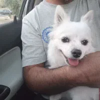 سگ پامرین اسپیتز