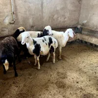 بره قوچ پلنگی