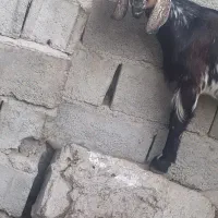 باسلام احترام یک بز ماده|حیوانات مزرعه|قصرقند, |دیوار