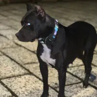 پیتبول ماده اصیل|سگ|رشت, اسماعیل آباد|دیوار