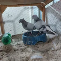 کفتر شامی عروسک|پرنده|مشهد, شهرک مهرگان|دیوار