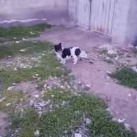 سگ پاکوتاه با هفت تا توله