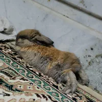 خرگوش پشمالو|موش و خرگوش|زاهدان, |دیوار