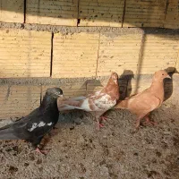 کبوتر جوجه سینه