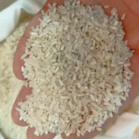 سر لاشه هاشمی گیلان