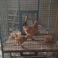 قفس اهنی|لوازم جانبی حیوانات|پاکدشت, پاکدشت (مامازند)|دیوار