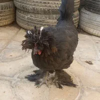 مرغ سلطان|حیوانات مزرعه|کازرون, |دیوار