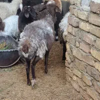 بره.میش ابستن غزل افشار|حیوانات مزرعه|کاشان, امام خمینی|دیوار