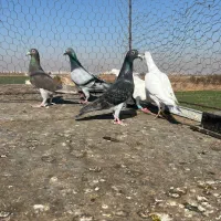 کبوترخطی|پرنده|اقبالیه, |دیوار